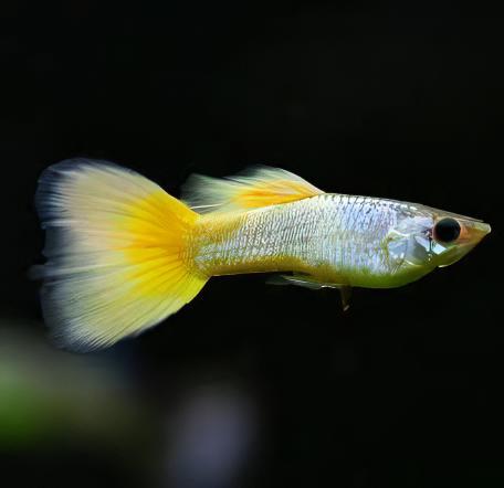 Yellow Metallic Male Guppy Poecilia Reticulata 3cm - Image 4