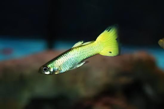 Yellow Metallic Male Guppy Poecilia Reticulata 3cm - Image 5