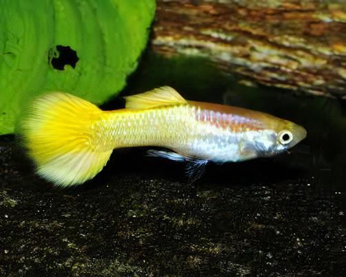 Yellow Metallic Male Guppy Poecilia Reticulata 3cm - Image 6
