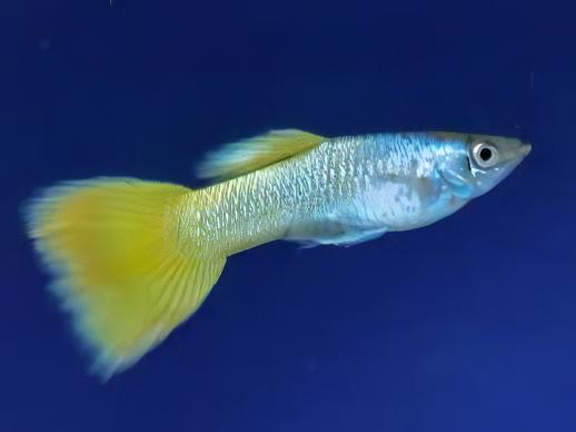 Yellow Metallic Male Guppy Poecilia Reticulata 3cm - Image 3