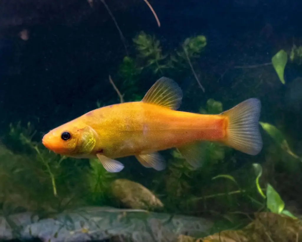 golden tench at DC Freshwater